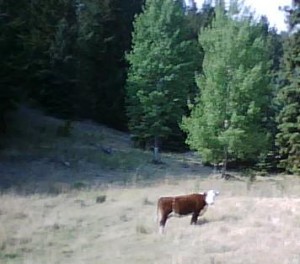 Douglas Lake cow