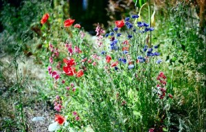 Wildflower garden