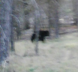 Is a bear at home in the woods?