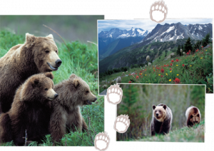 Grizzly bears in BC and Alberta