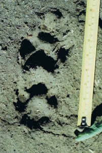 Monkey Valley cougar tracks