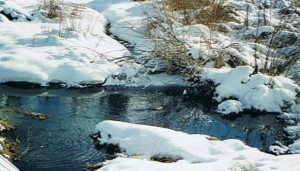 The beaver in the middle of this photo is a small creature who loves the water