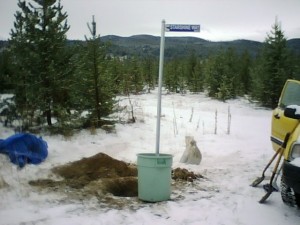 Sign ready to plant--what a beauty!