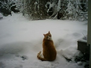 Donald in the snow