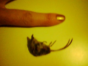 Tiny shrew got trapped in a pan and died