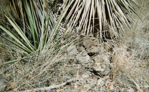 Cow poo and prickly things at my fasting site