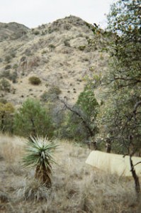 Desert cactus