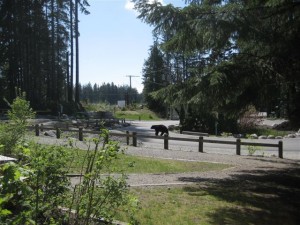 Black bear near the Seymour forest