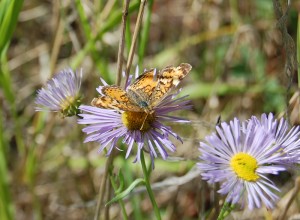 Munro's butterfly