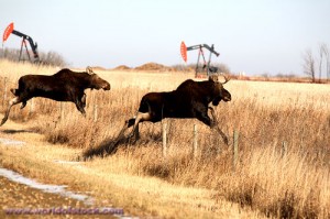 Mooses hopping over fence