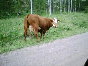 Cow by logging road