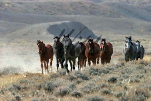 Wyoming wild horses