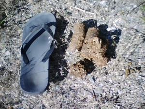 Big pile of bear poo (beside size 9 flip-flop from gas station in Big Pine, CA)