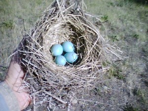 Robin eggs in nest on my porch light