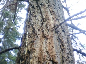 This fir has lots of branches to make climbing easy