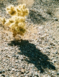 Golden cholla and shadow