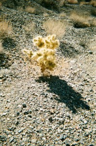 Golden cholla