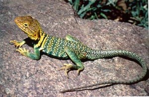 Collared lizard