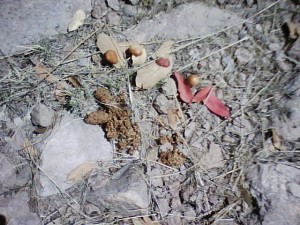 The ever-popular bear poo is often seen in BC wilderness visions