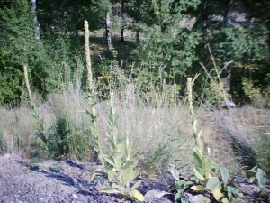 Woolly mullein, a plant with healing properties, often grows on disturbed earth