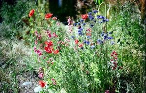 Wildflowers at Monkey Valley