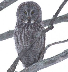 Great grey owl