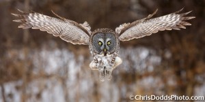 Great grey owl, photographer Chris Dodds