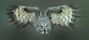 Great grey owl in flight, by Miguel Lasa