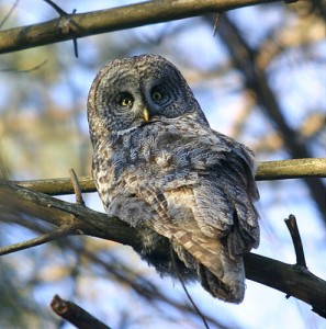 Great grey owl