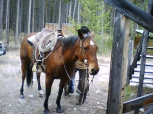 Horse and cowboy