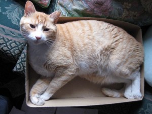 Cat in a box