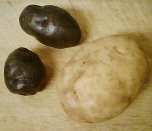 Potatoes: the humble russet and two exotic purples