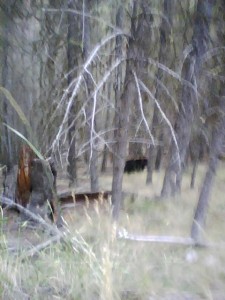 Bear through the trees