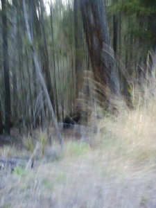 Bear leads the way through the woods