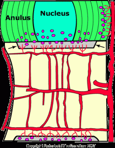 Diffusion of nutrients to the discs