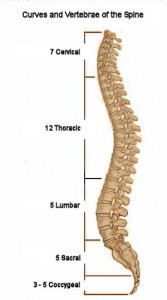 Spinal curves and vertebrae