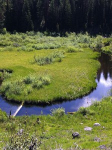 Beaver landscaping