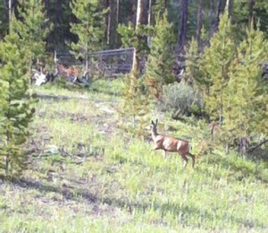 Deer heading towards the gate