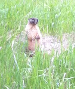 Yellow-bellied marmot in the grass