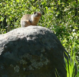 Little furry creature on rock