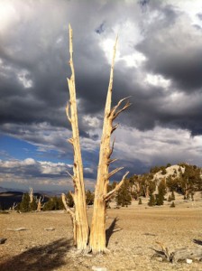 Bristlecone